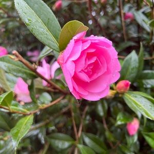 Mother’s Day is coming~give something special🌷